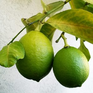 IMG_4132